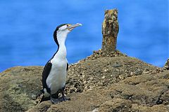 Pied Cormorant